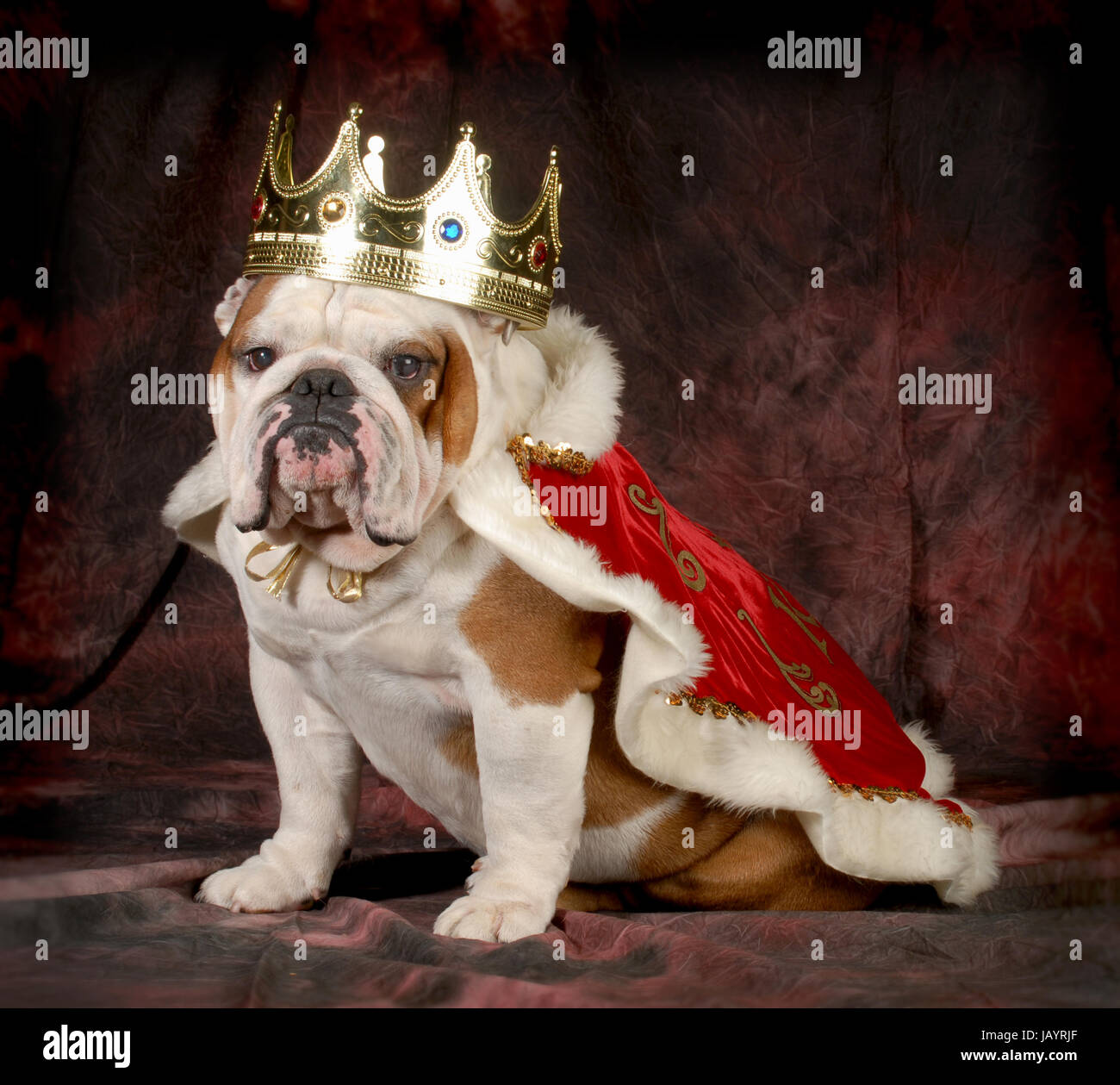 Rovinato cane - Bulldog inglese vestito come un re - 4 anno vecchio maschio  Foto stock - Alamy