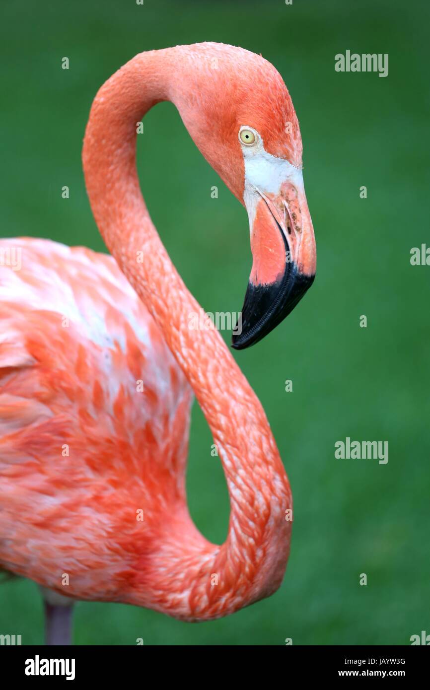 Grazioso fenicottero rosa con una S collo sagomato Foto Stock