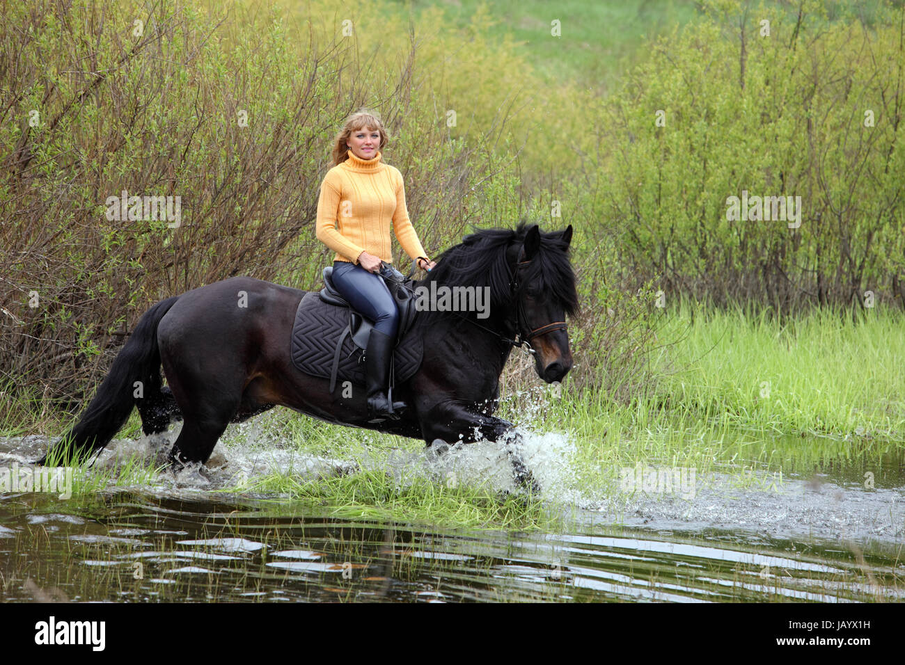 Signora giovane sul retro del suo tedesco equitazione attraverso wate Foto Stock