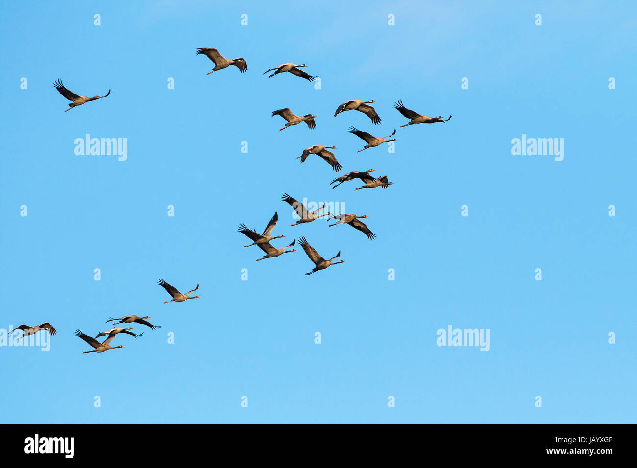 Gru comune grus grus gregge in volo su Manad de Rousty vicino a Marais du Pt de Rousty Parco naturale regionale della Camargue Francia Febbraio 2016 Foto Stock