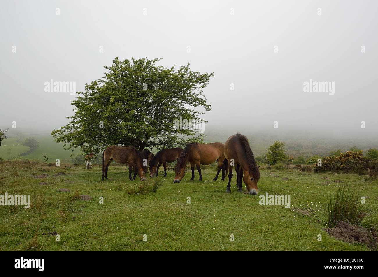 Pony Foto Stock