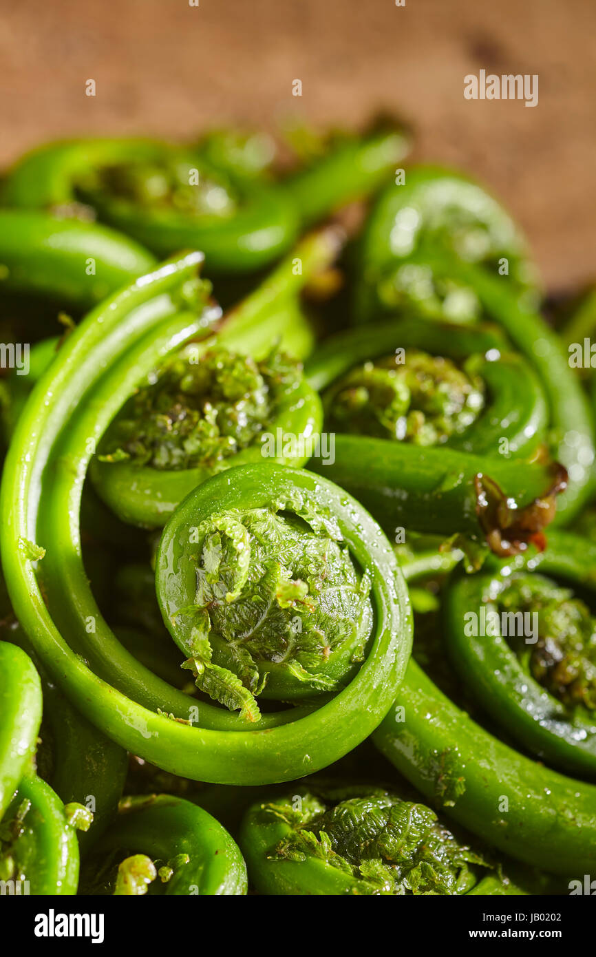 Materie fresche fiddleheads dal New Hampshire, STATI UNITI D'AMERICA Foto Stock