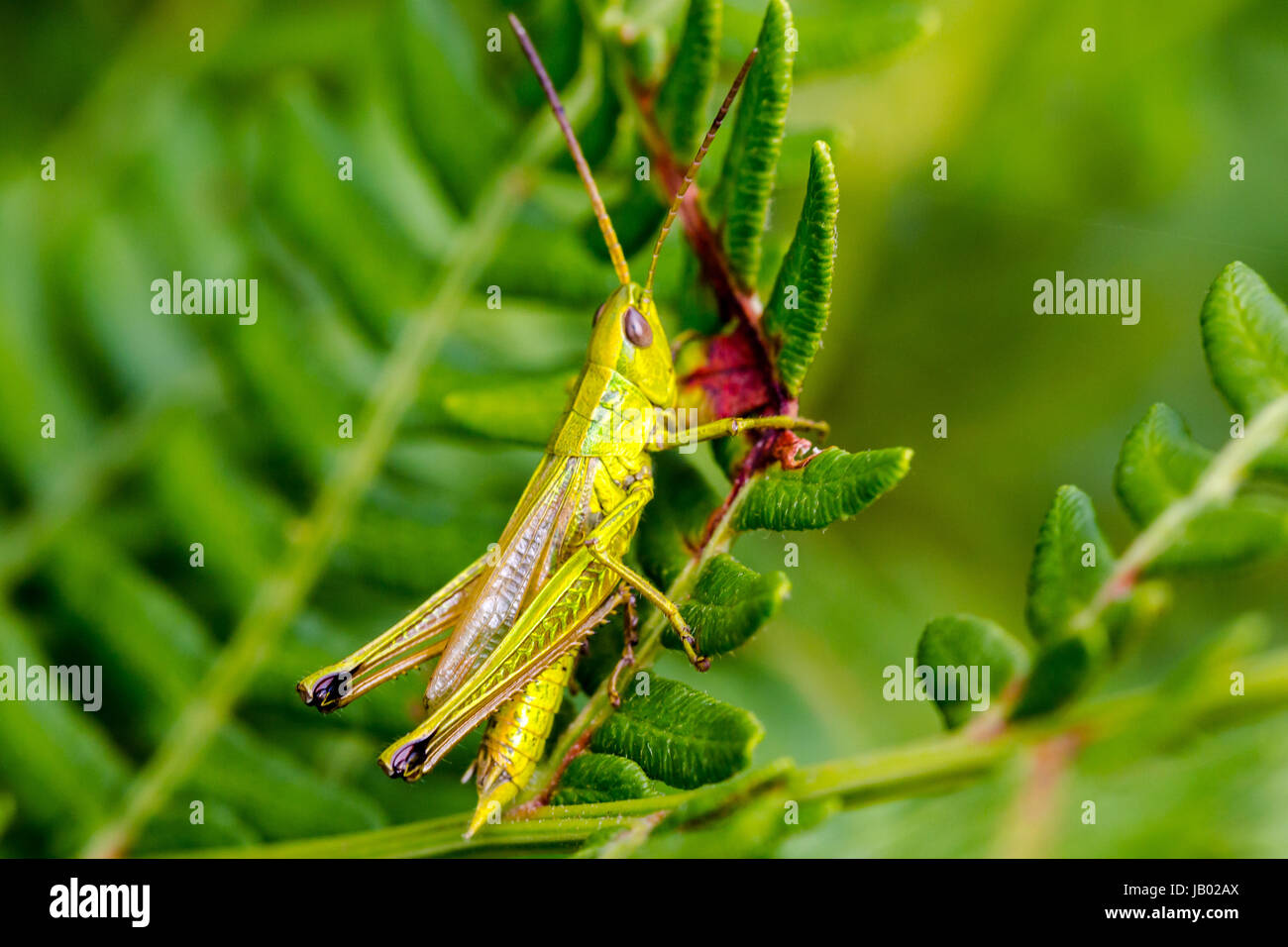 Luce verde grasshopper seduta sul congedo di felce. Extreme macro ritratto laterale Foto Stock