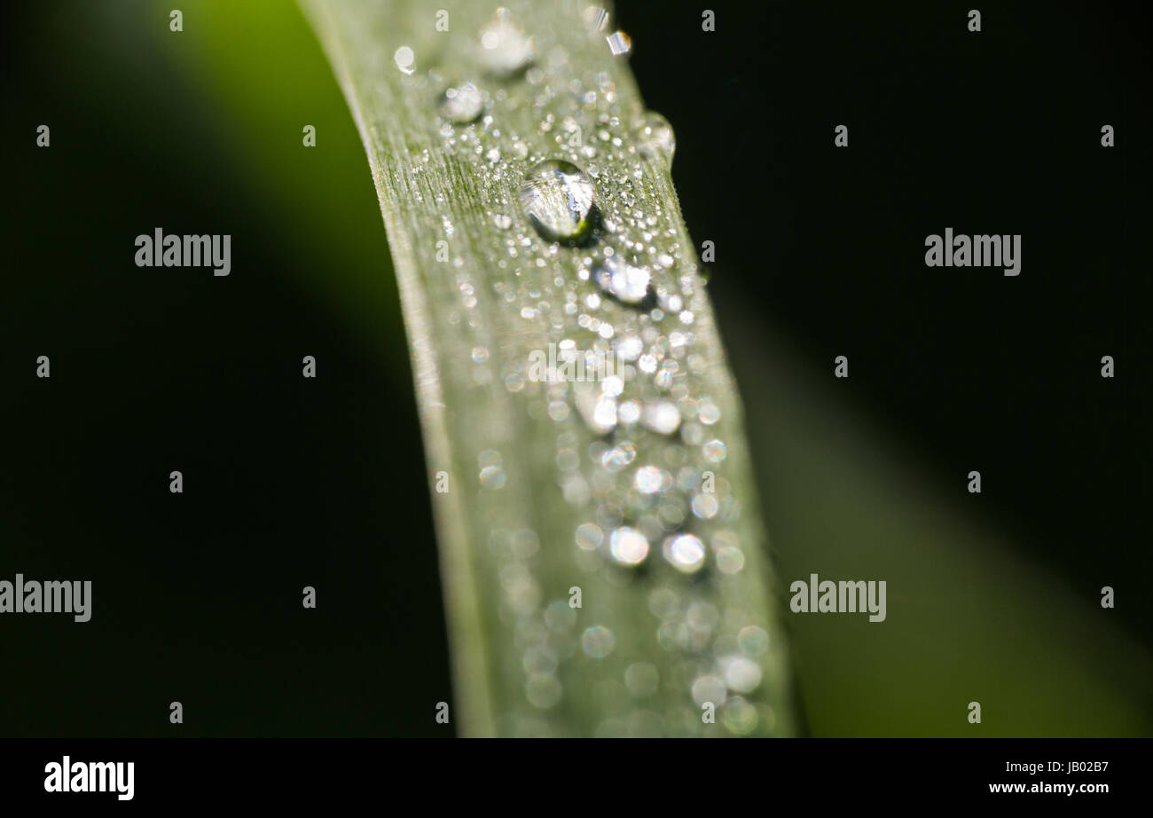 Naturale realistica Rugiada di mattina di gocce d'acqua sulla foglia di erba in golden ore di luce. Extreme macro raccolto orizzontale Foto Stock