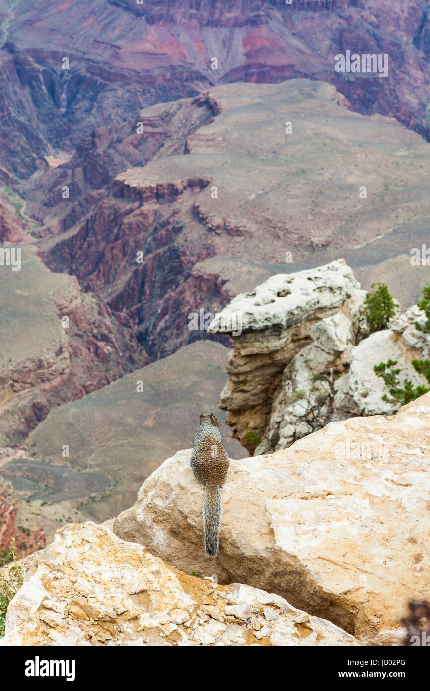 Insolito Grand Canyon vista con una terra di scoiattolo in primo piano Foto Stock