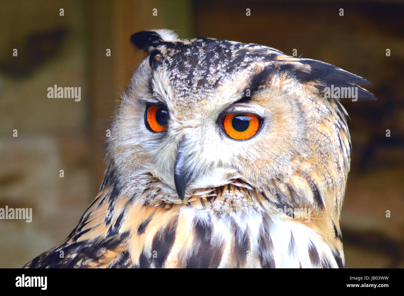 Il Bengala (o) Indiano Gufo Reale - Bubo bengalensis Foto Stock