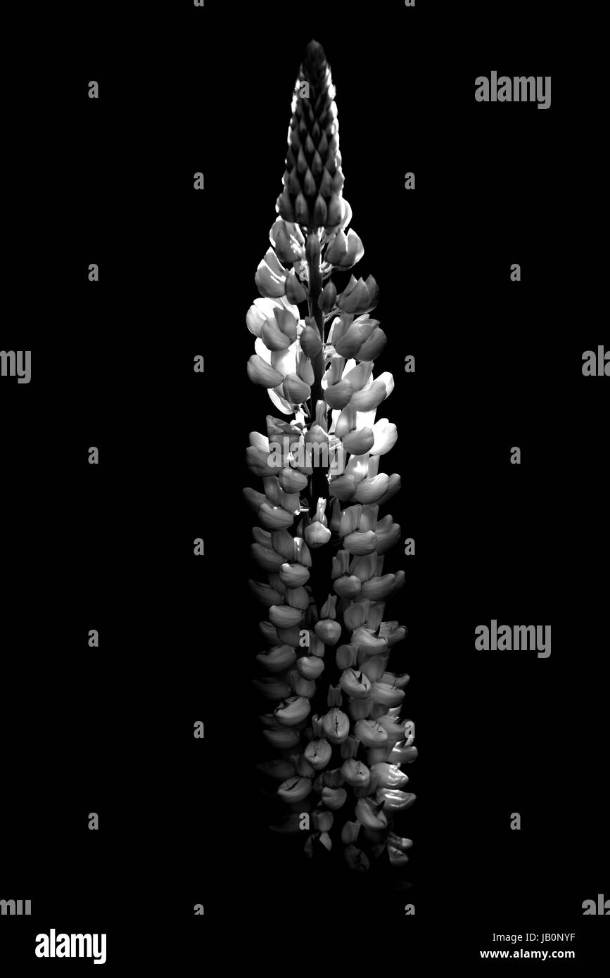 Lupin, Thaxted Essex,l'Inghilterra,UK. Maggio 2017 Foto Stock