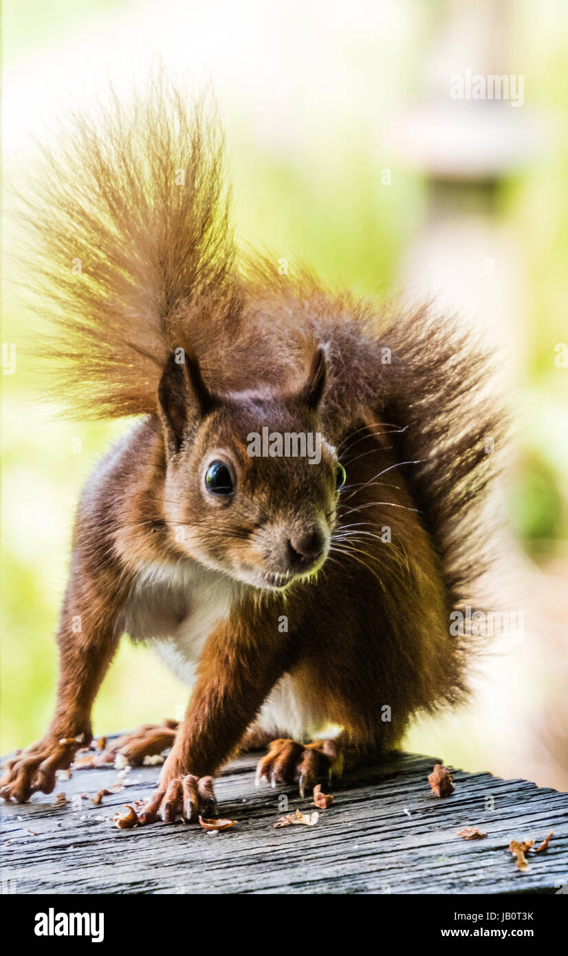 English native scoiattolo rosso Foto Stock