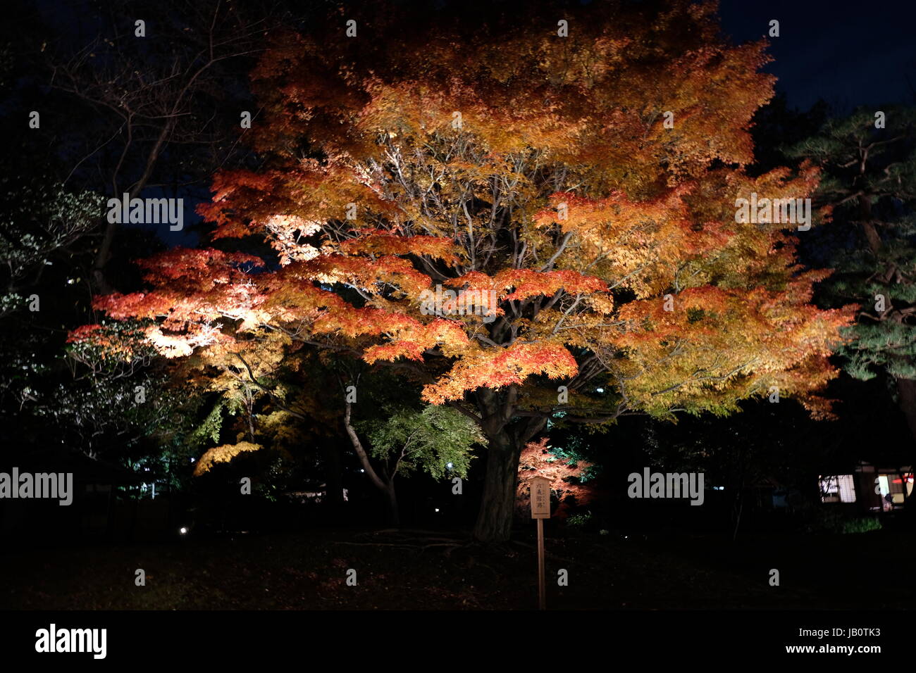 autunno in Giappone Foto Stock