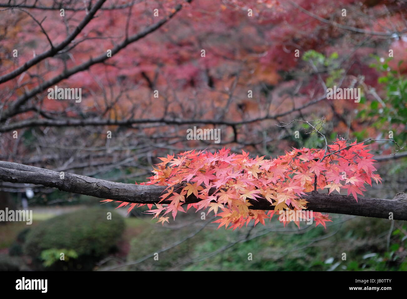 autunno in Giappone Foto Stock