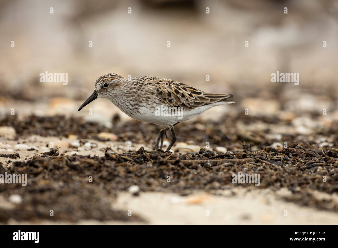 Semipalmated sandpipers (Calidris pusilla) alimentazione sul ferro di cavallo uova di granchio, Delaware bay, New Jersey Foto Stock