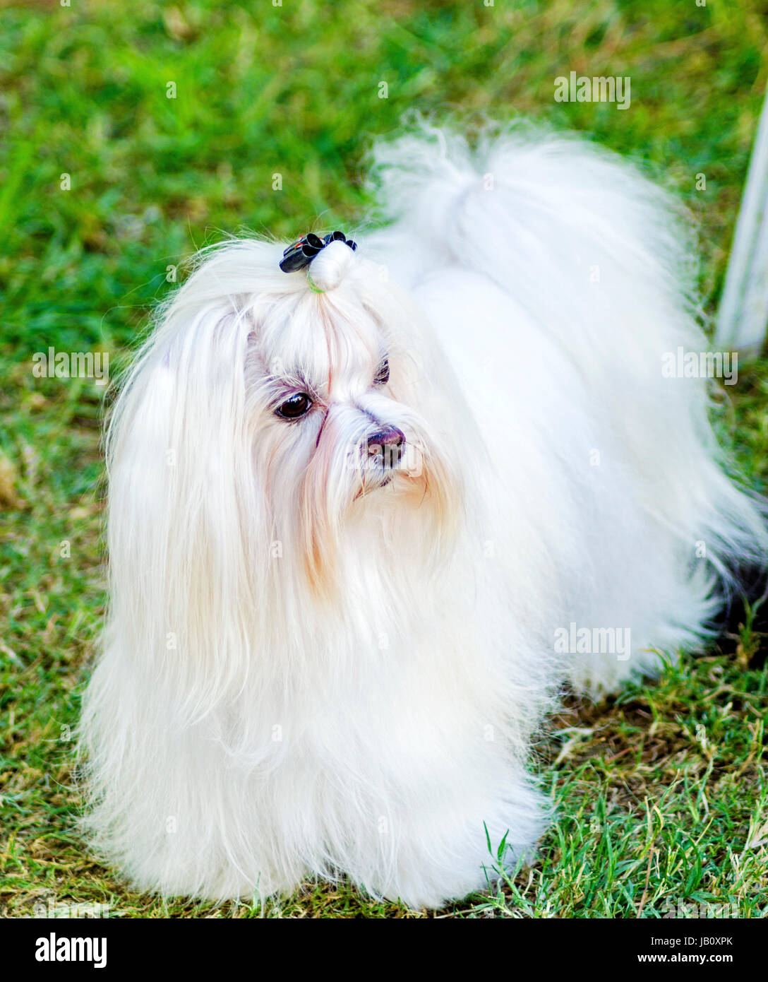 Una vista di un piccolo e giovane e bella mostra Maltese cane con un lungo mantello bianco in piedi sul prato. Cani maltesi hanno capelli setosi e sono ipoallergeniche. Foto Stock