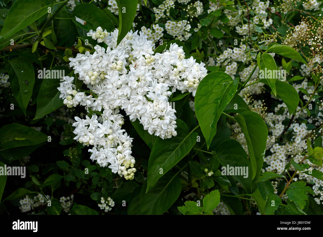 Comune (Lilla Syringa vulgaris) in fiore in aprile (Suzanne's orto, Le Pas, Mayenne, Francia). Foto Stock