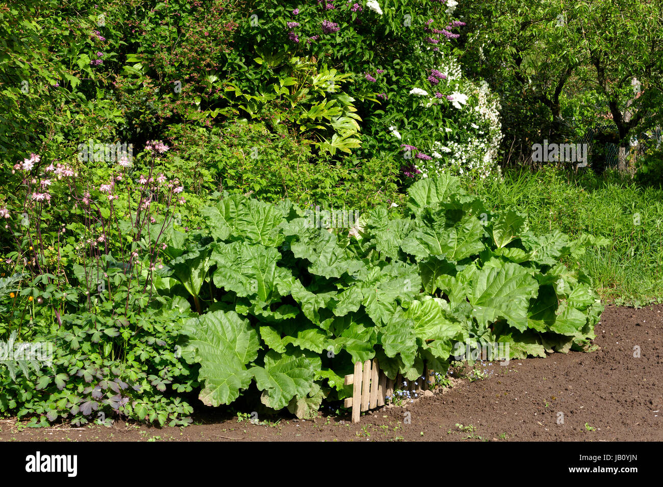 Rabarbaro (Rheum rhabarbarum) nella parte anteriore di una siepe di fioritura, in maggio (Suzanne's orto, Le Pas, Mayenne, Francia). Foto Stock