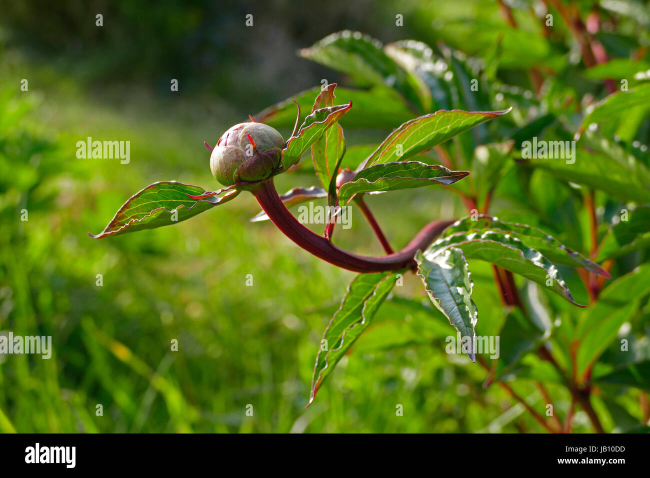 Peonia fiore (Paeonia officinalis) in bud (Suzanne's orto, Le Pas, Mayenne, Paese della Loira, Francia). Foto Stock