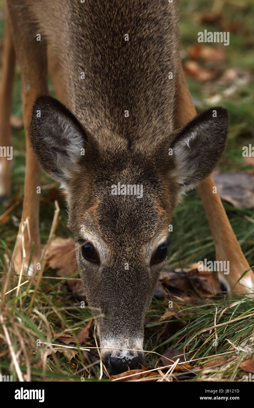 White-tailed deer (Odocoileus virginianus), New York Foto Stock