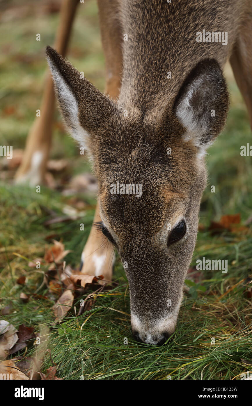 White-tailed deer, doe, (Odocoileus virginianus), New York Foto Stock