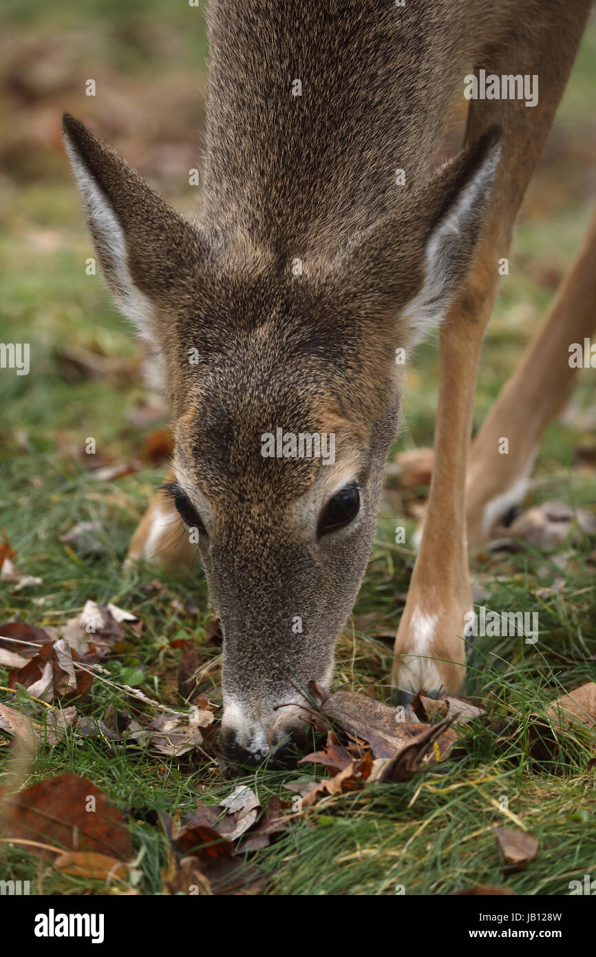 White-tailed deer, doe, (Odocoileus virginianus), New York Foto Stock