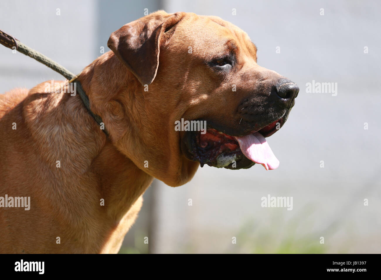 Vista laterale verticale di un samurai giapponese di cane Foto Stock