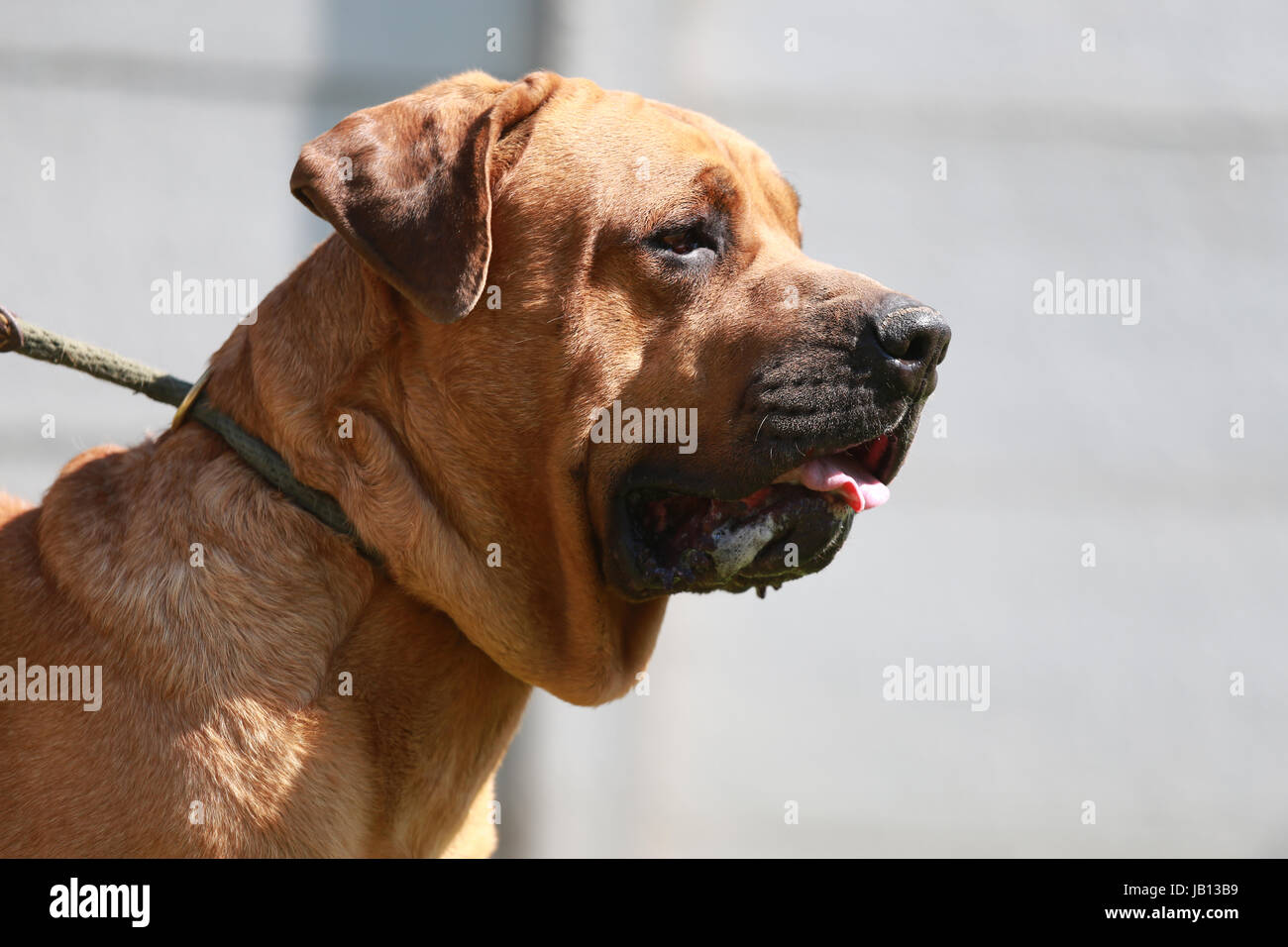 Tosa inu dog show shot orizzontale Foto Stock