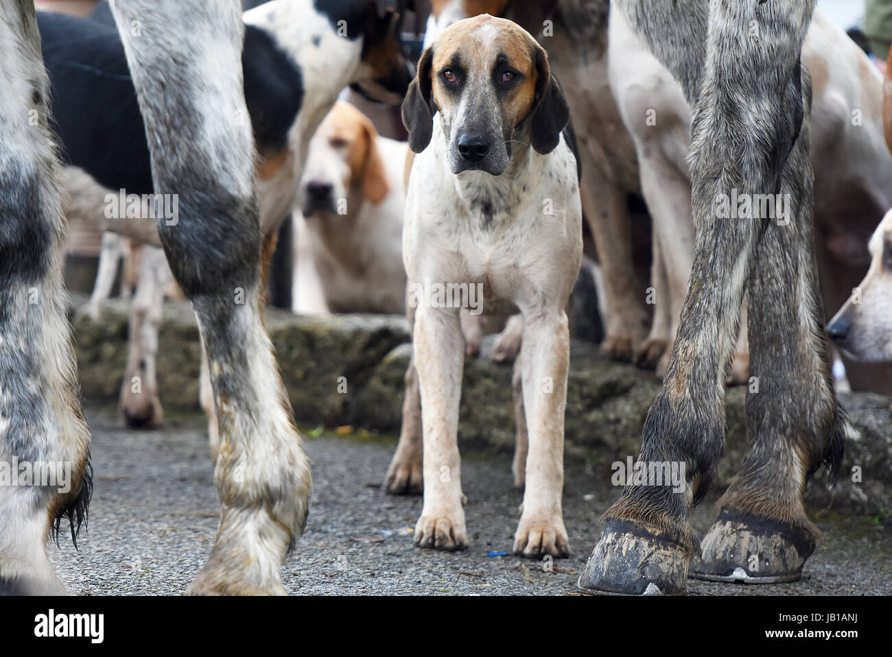 La caccia alla volpe hounds preparare per una battuta di caccia. Foto Stock
