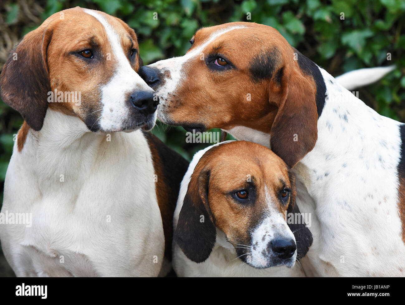 La caccia alla volpe hounds preparare per una battuta di caccia. Foto Stock