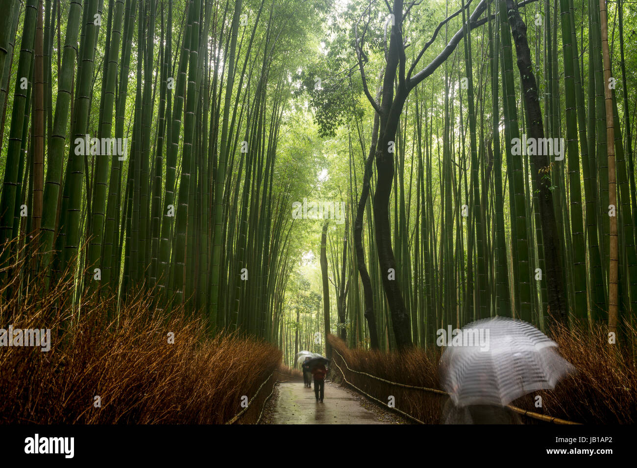 Passeggini sotto la pioggia, foresta di bambù di Arashiyama, Kyoto, Honshu, Giappone Foto Stock
