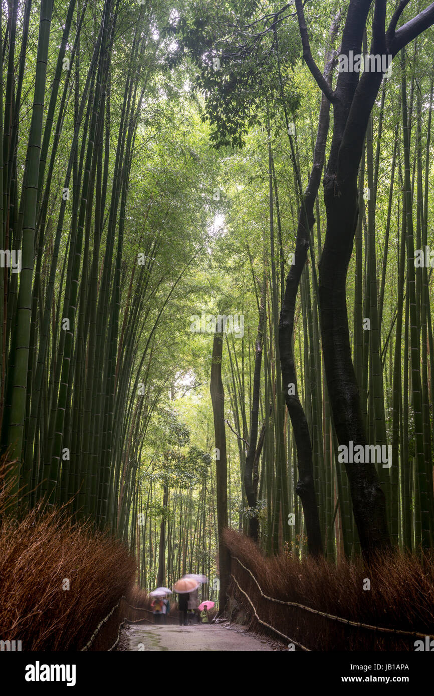 Passeggini sotto la pioggia, foresta di bambù di Arashiyama, Kyoto, Honshu, Giappone Foto Stock