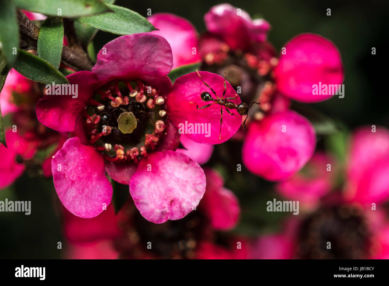 Ant a piedi su un rosso piccolo fiore Foto Stock