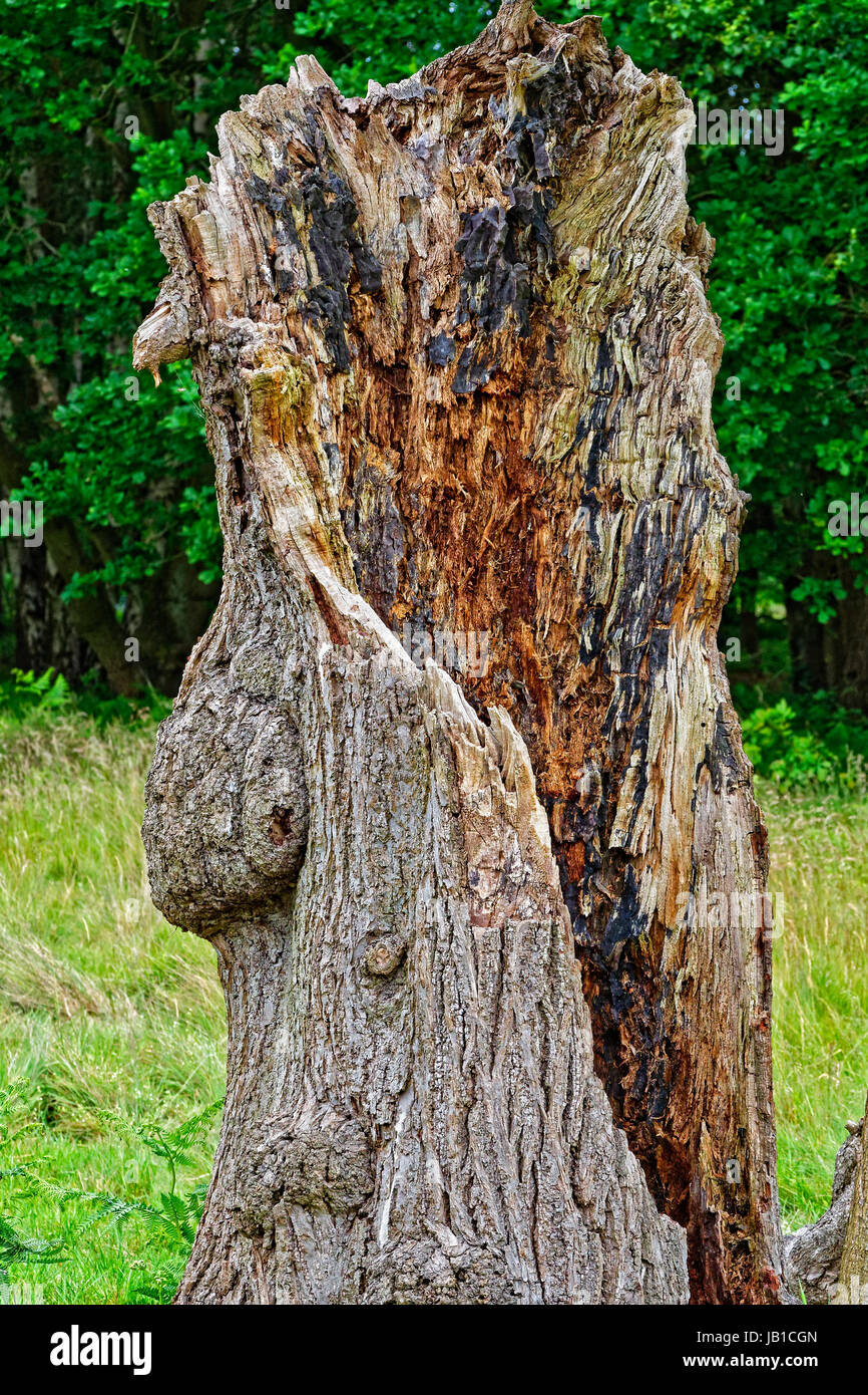 All'interno di un decadimento vecchio ceppo di albero che mostra la annerito, marciume legni. Foto Stock