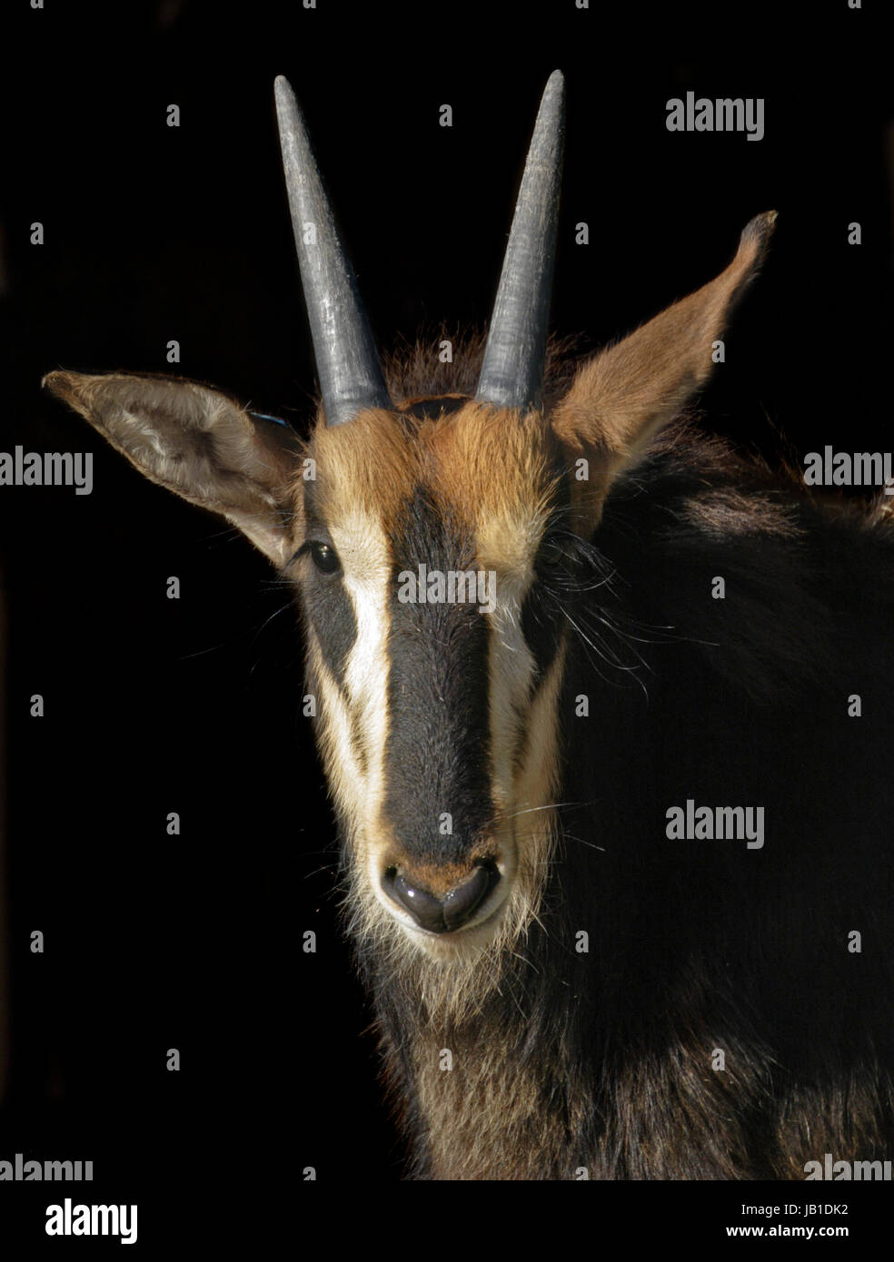 Sable Antelope (hippotragus niger) Foto Stock