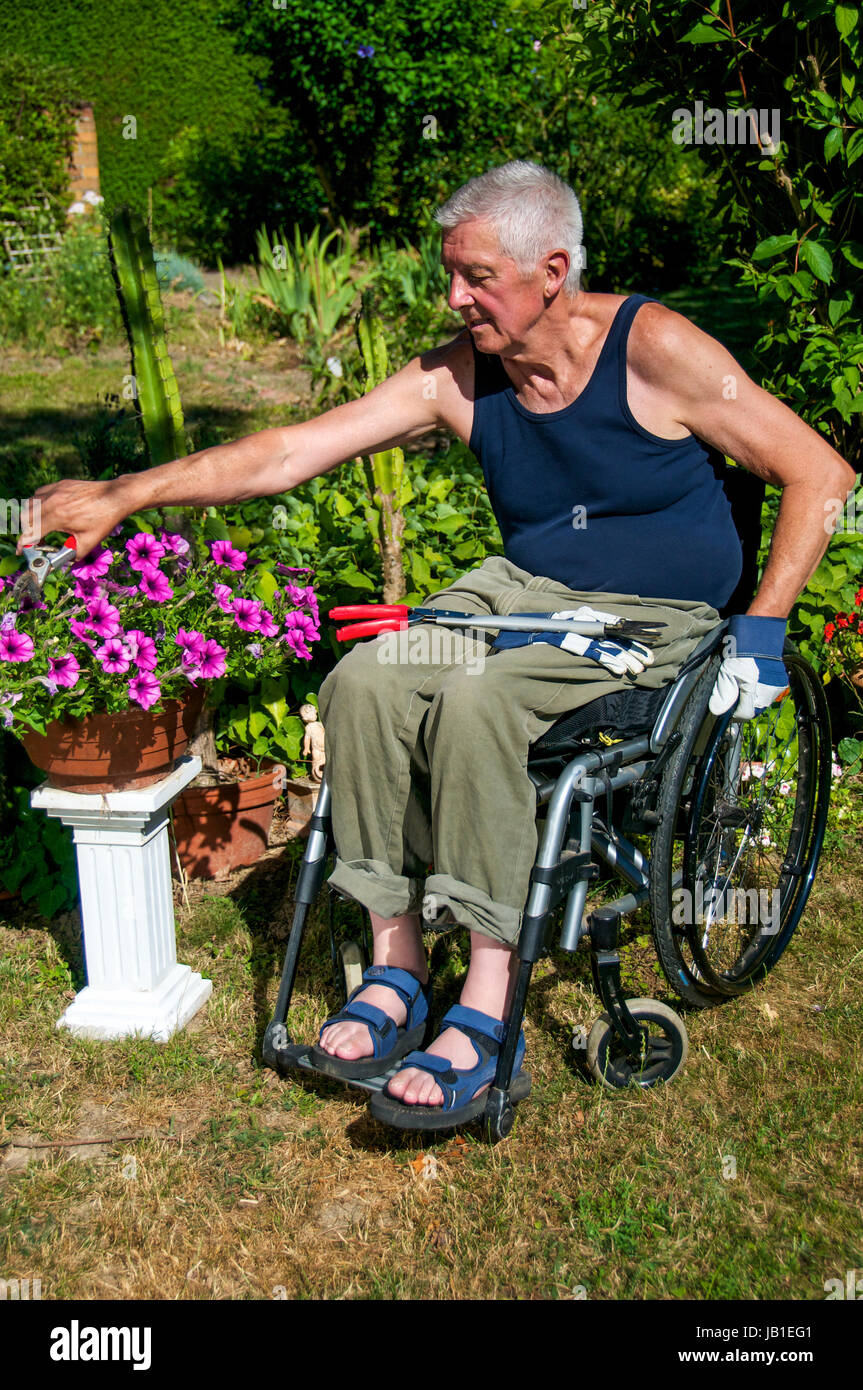 Rentner im Rollstuhl bei der Gartenarbeit. Foto Stock