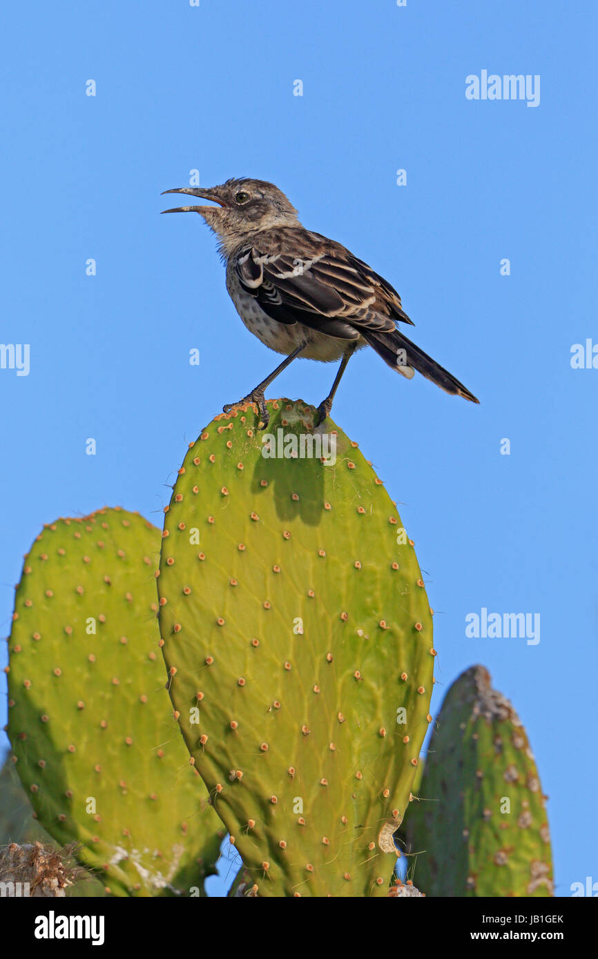 Le Galapagos Mockingbird chiamando dalla cima di un gigante di ficodindia Cactus sull isola Genovesa nelle Galapagos Foto Stock