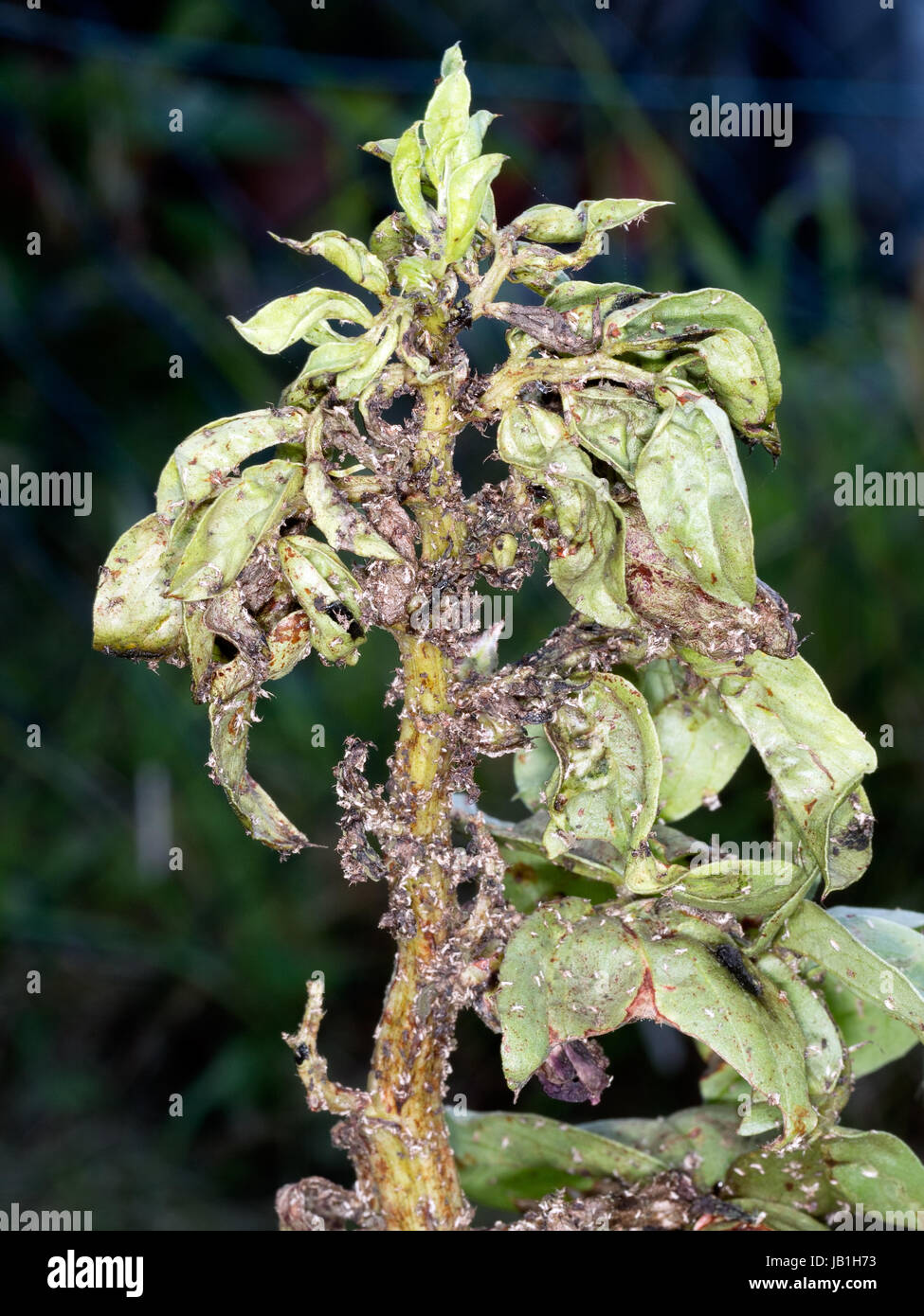 Malati grandi piante di fagiolo con blackfly. Il mio giardino! Foto Stock