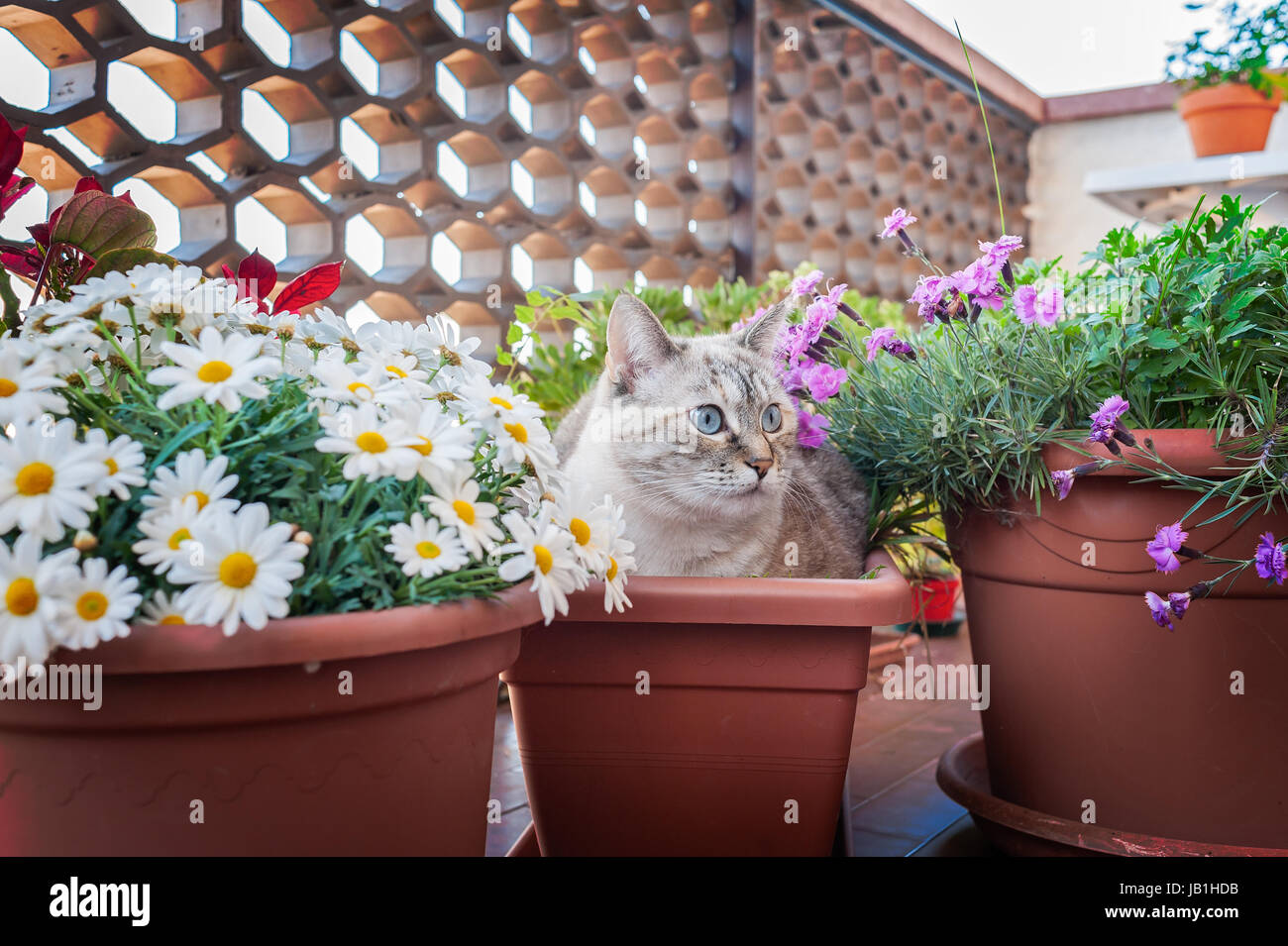 Cat in un impianto pot , nel mezzo di fioriere. Foto Stock