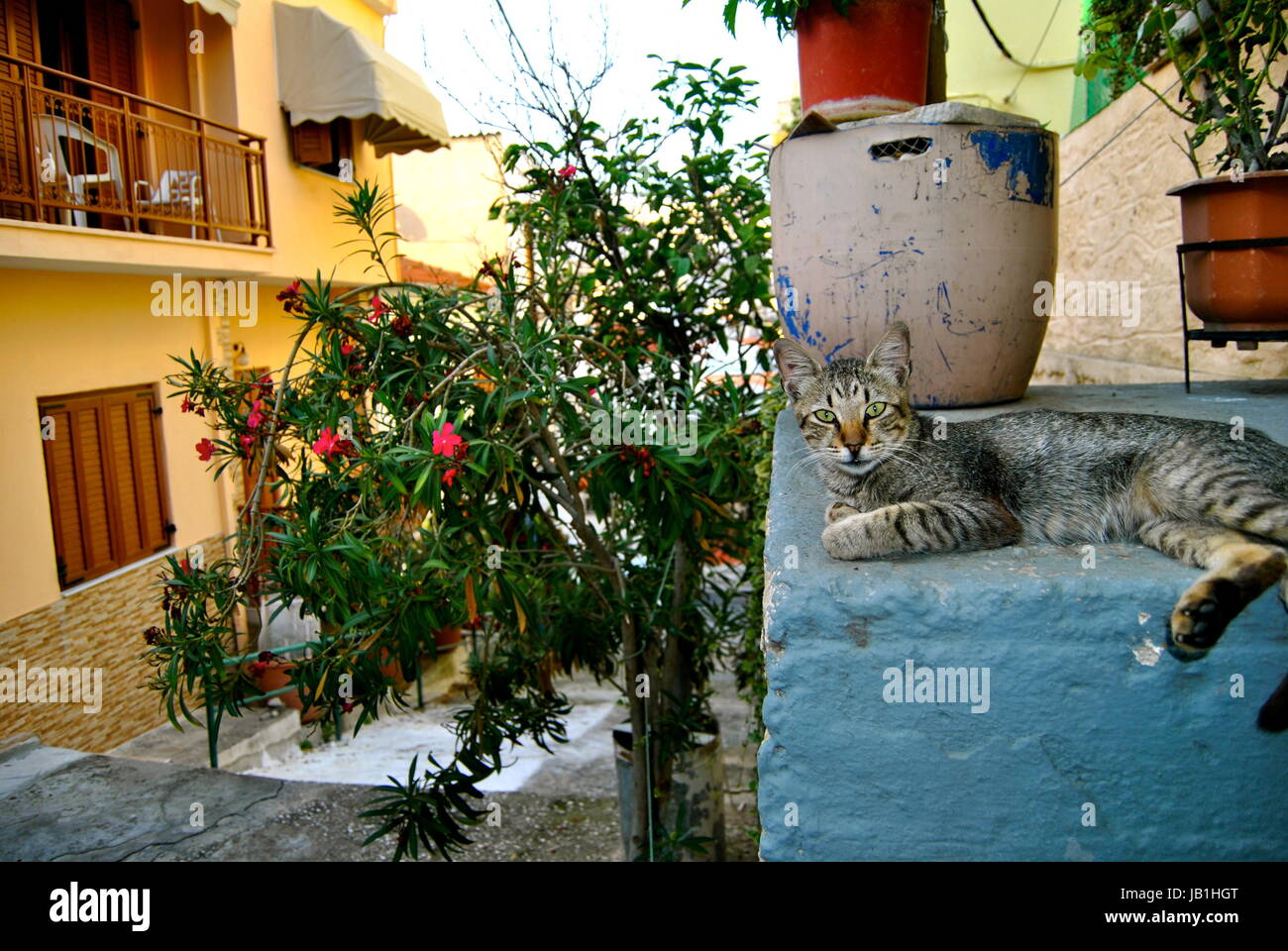 Un gatto rilassante, Città Vecchia, Kavala, Grecia Foto Stock