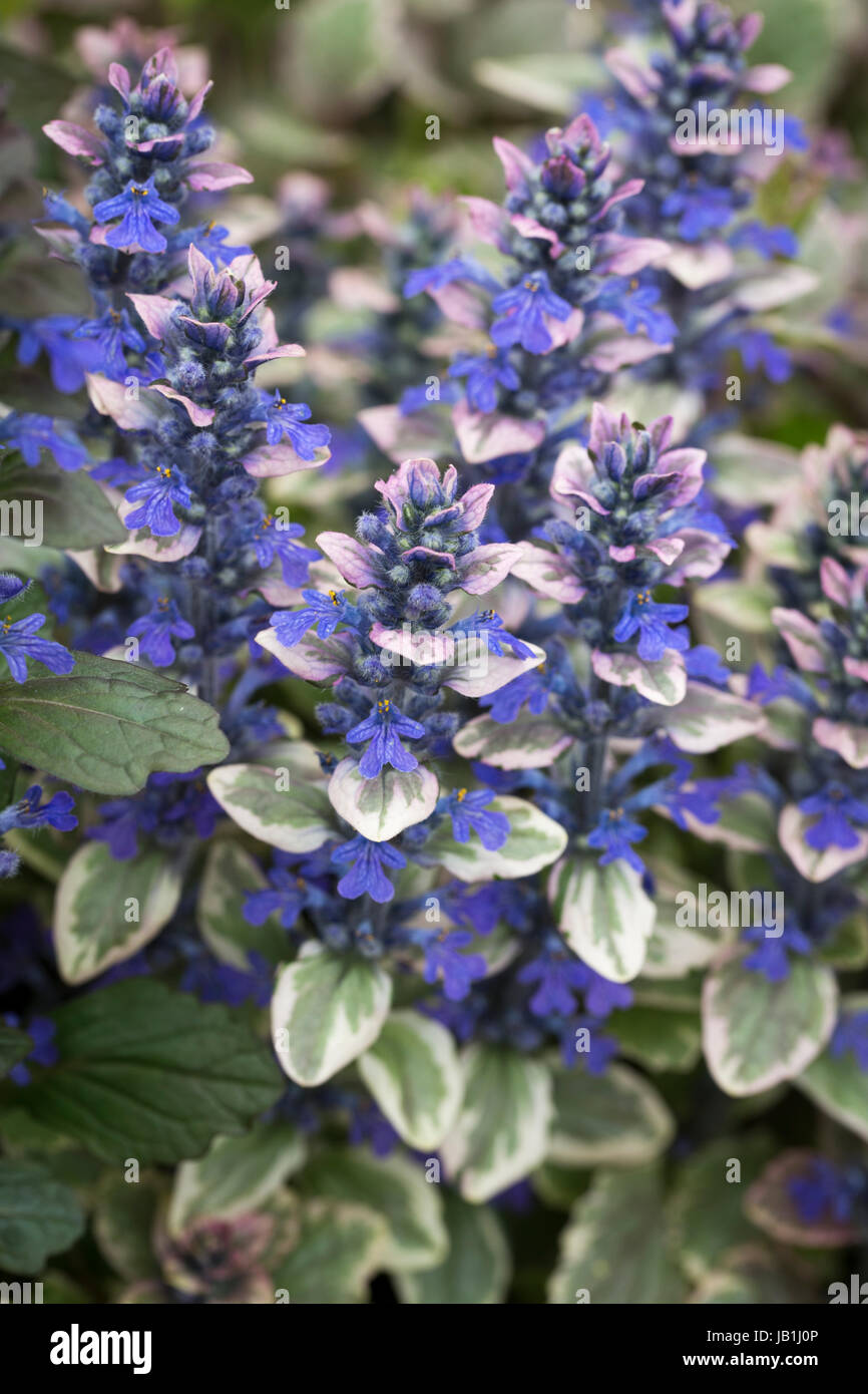 Ajuga reptans "Borgogna Glow' Foto Stock