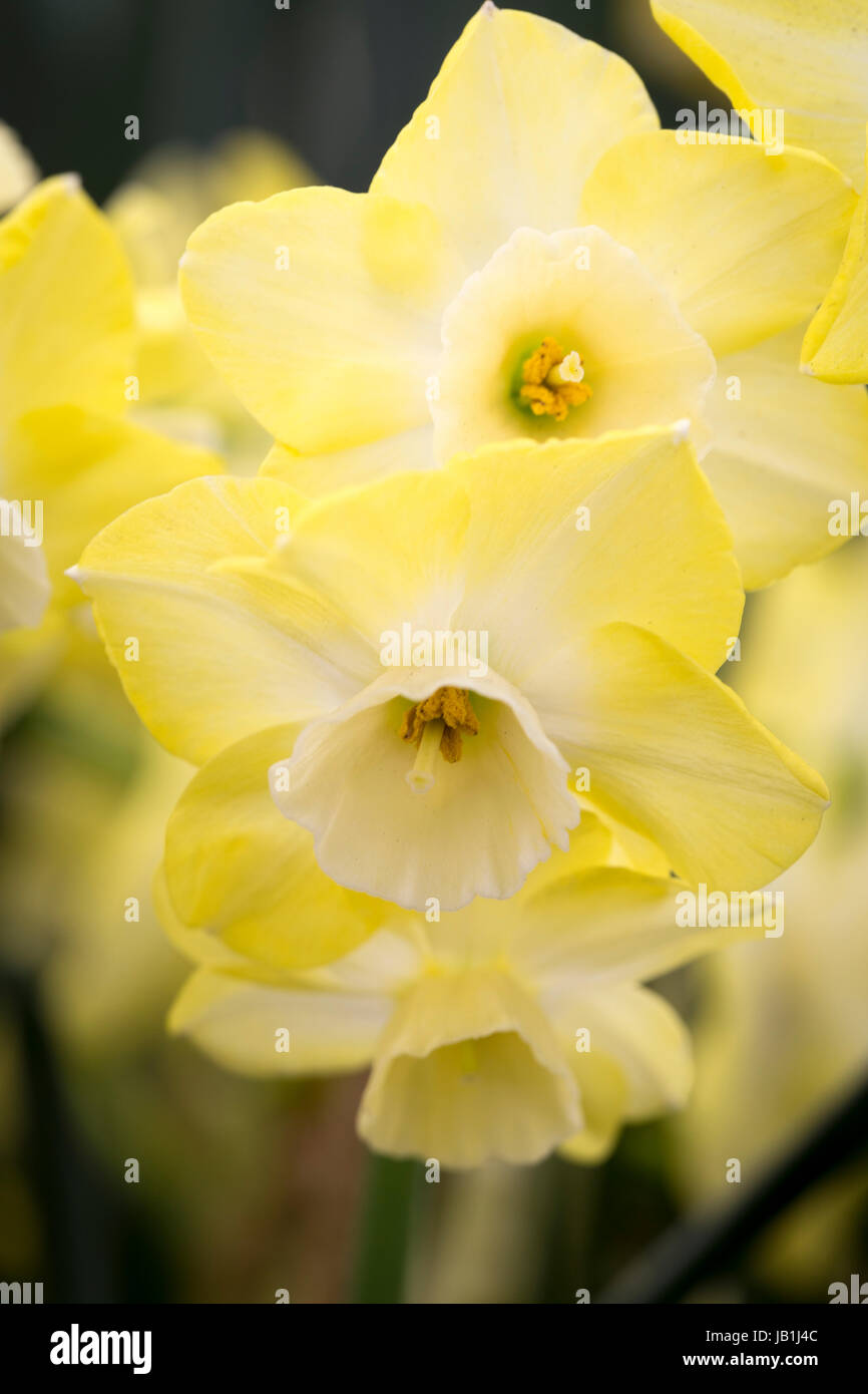 Narcissus "rigenerazione" Foto Stock