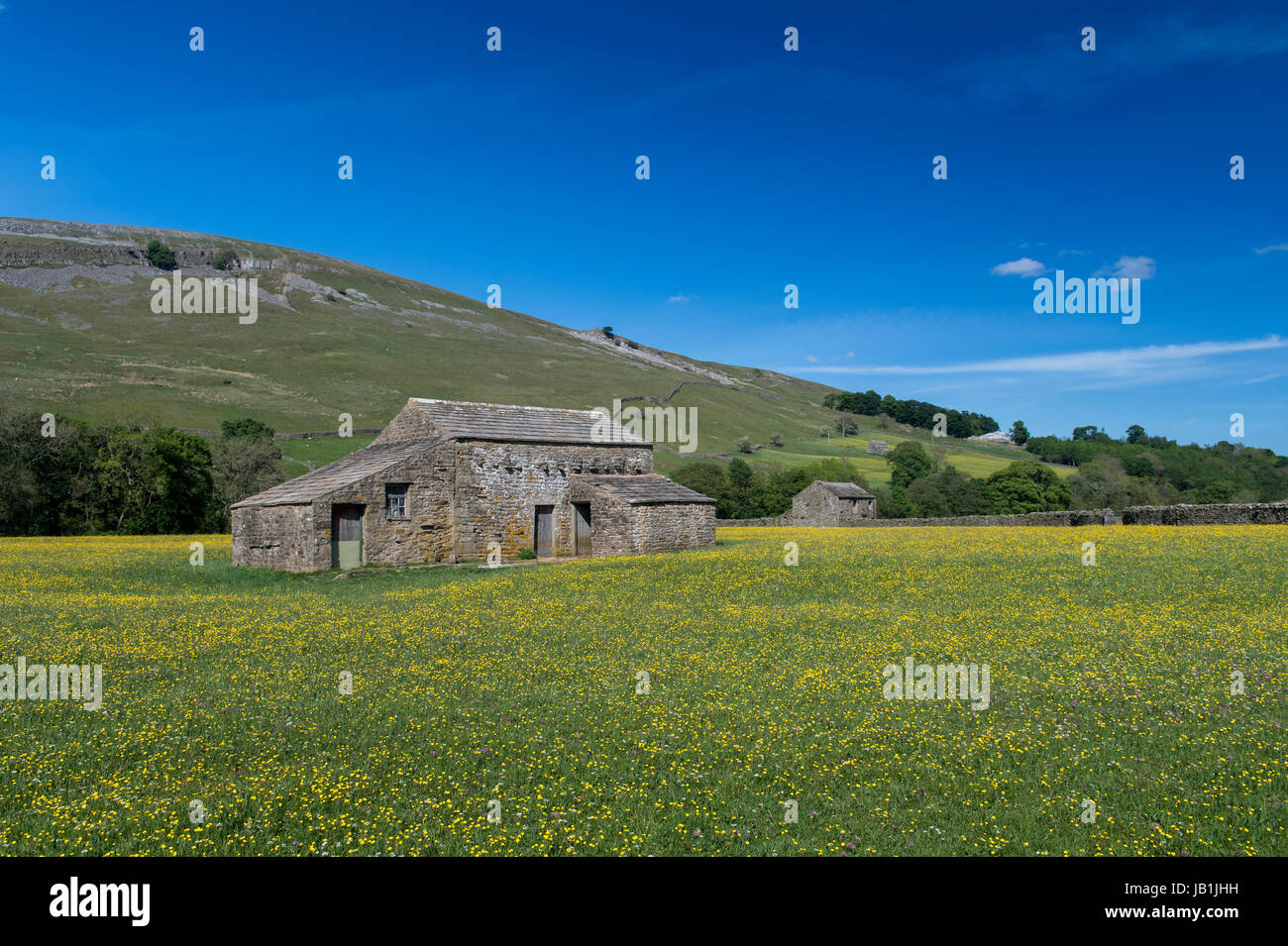 Prati fioriti in Bloom, Muker fondo, swaledale, Yorkshire Dales National Park, Regno Unito. Foto Stock