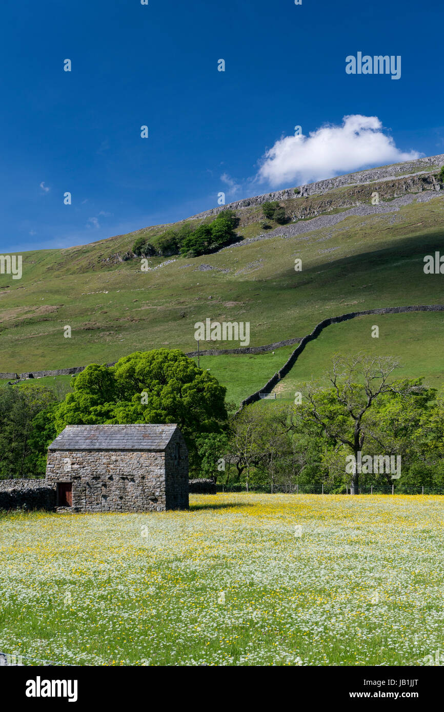 Prati fioriti in Bloom, Muker fondo, swaledale, Yorkshire Dales National Park, Regno Unito. Foto Stock