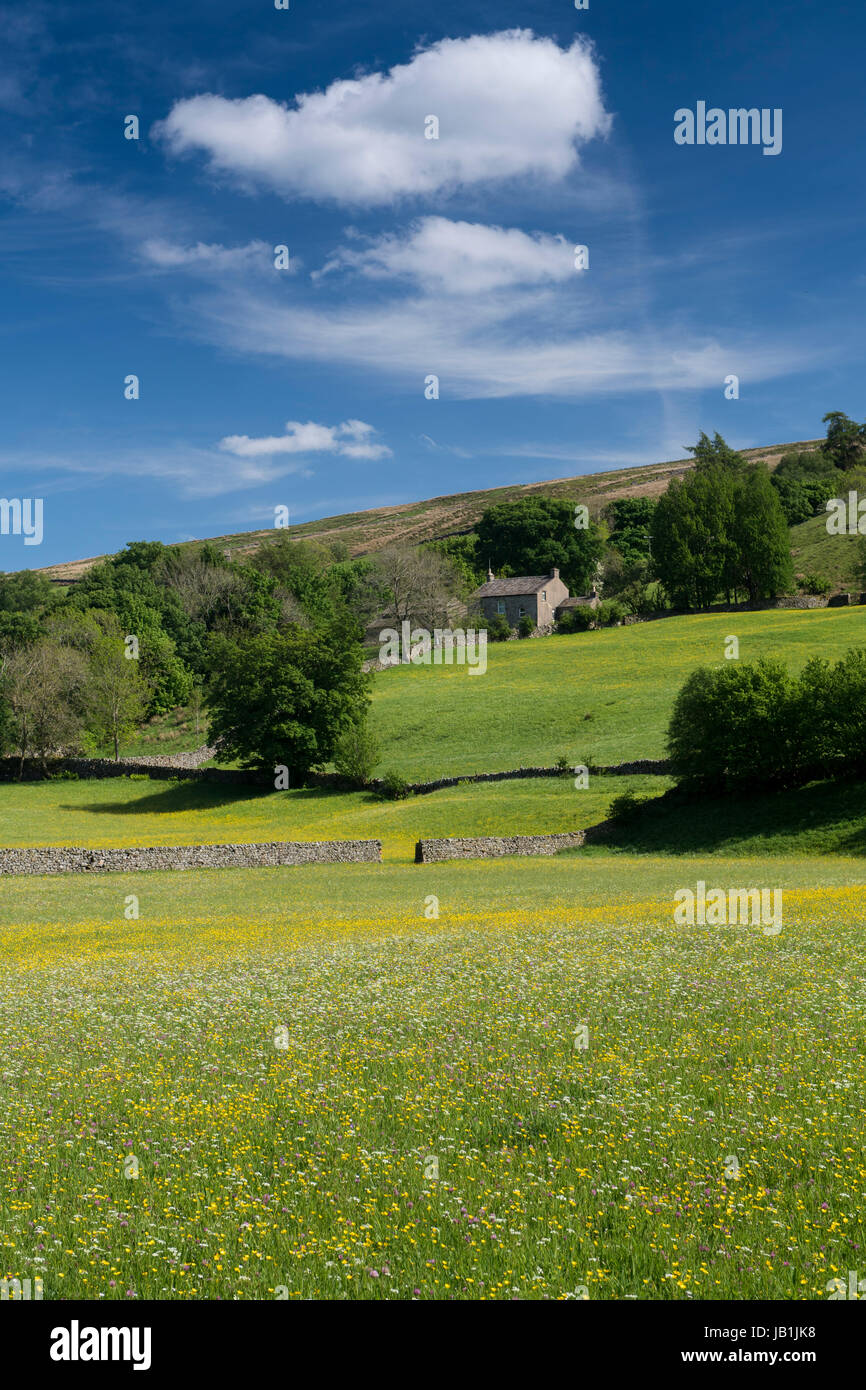 Prati fioriti in Bloom, Muker fondo, swaledale, Yorkshire Dales National Park, Regno Unito. Foto Stock