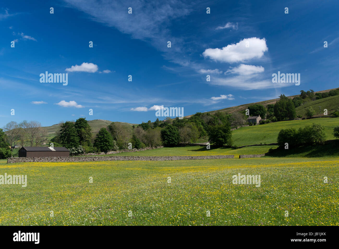 Prati fioriti in Bloom, Muker fondo, swaledale, Yorkshire Dales National Park, Regno Unito. Foto Stock