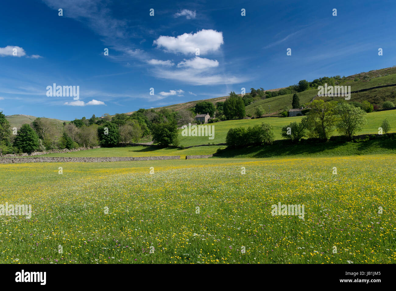 Prati fioriti in Bloom, Muker fondo, swaledale, Yorkshire Dales National Park, Regno Unito. Foto Stock
