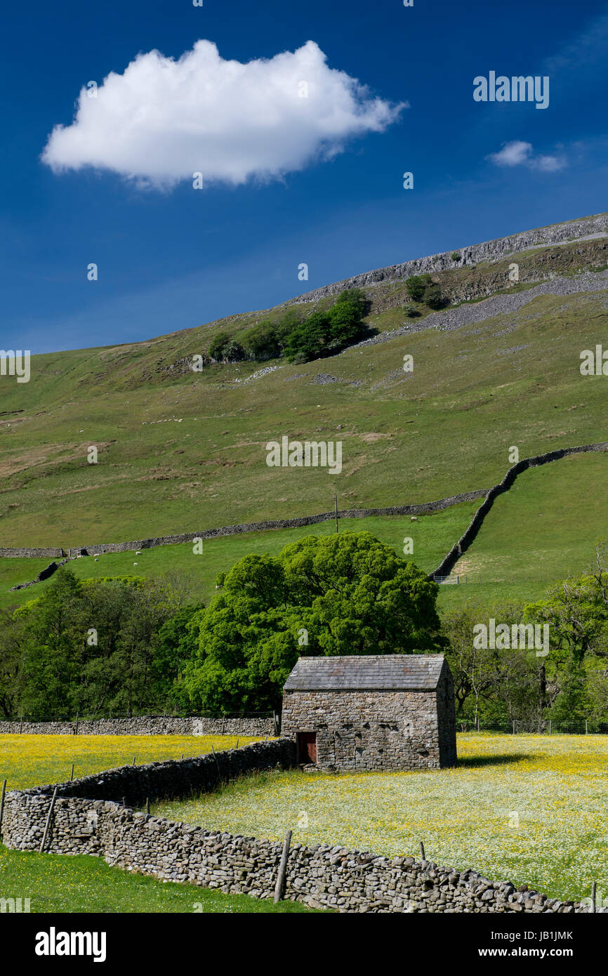 Prati fioriti in Bloom, Muker fondo, swaledale, Yorkshire Dales National Park, Regno Unito. Foto Stock