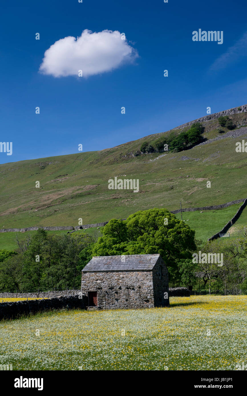 Prati fioriti in Bloom, Muker fondo, swaledale, Yorkshire Dales National Park, Regno Unito. Foto Stock