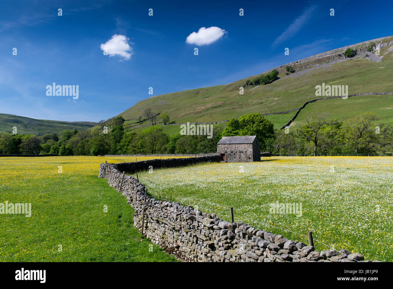 Prati fioriti in Bloom, Muker fondo, swaledale, Yorkshire Dales National Park, Regno Unito. Foto Stock