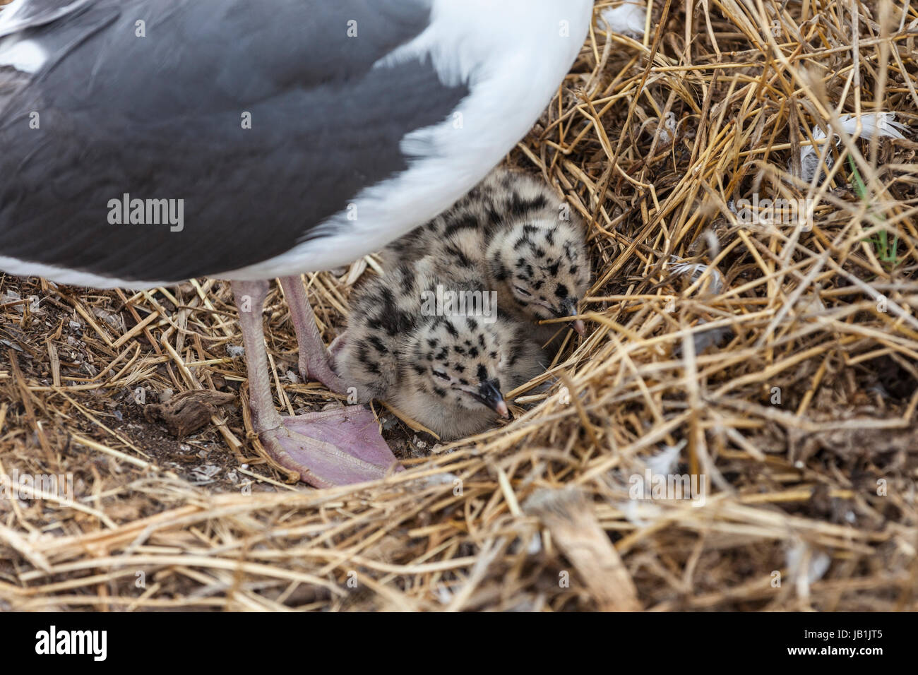 Baby Gabbiani sulla Anacapa Island presso il Parco Nazionale delle Channel Islands nella California Meridionale. Foto Stock