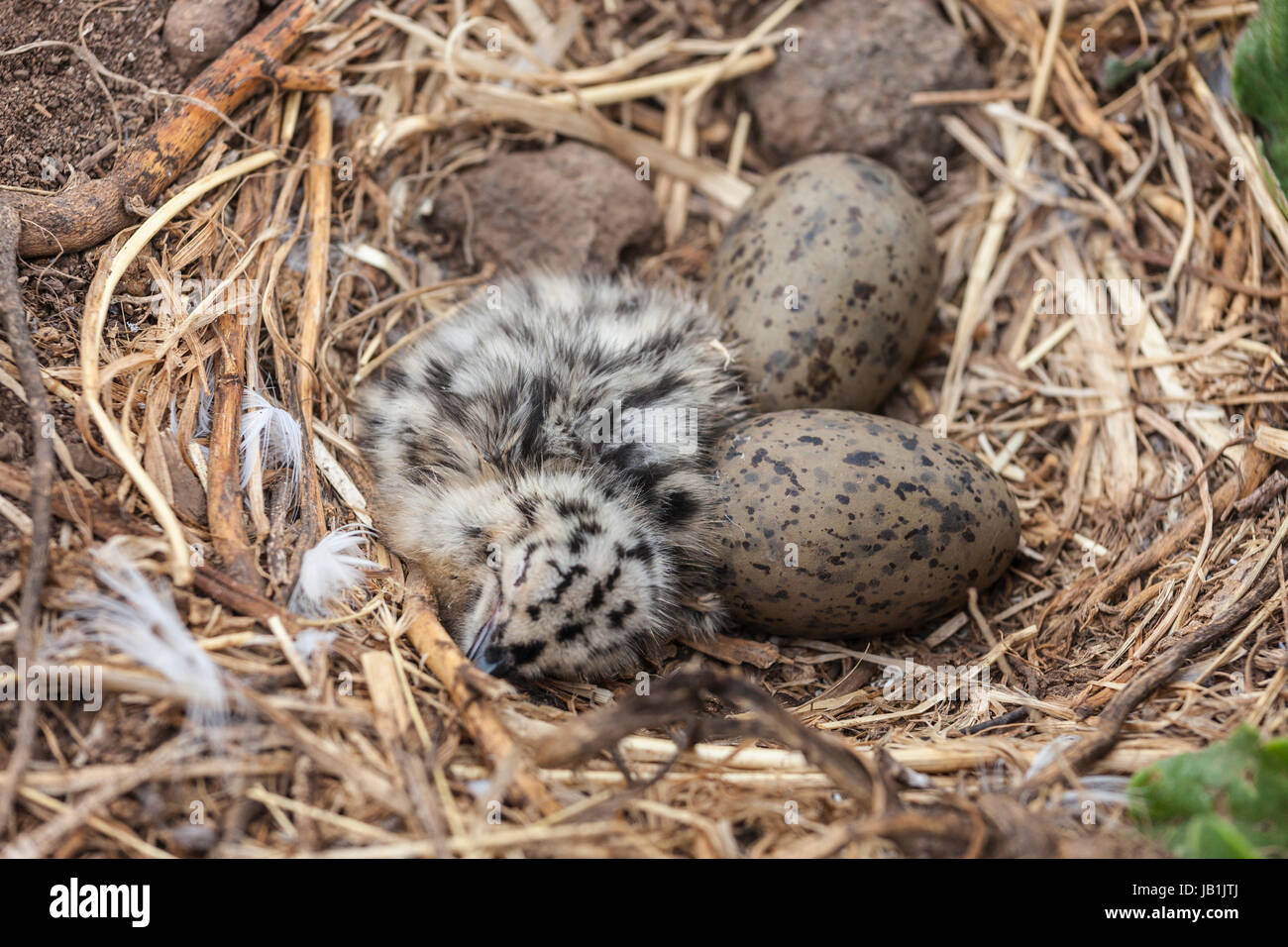 Neonato pulcino di gabbiano con uova a Anacapa Island nel Parco Nazionale delle Isole del Canale nella California Meridionale. Foto Stock