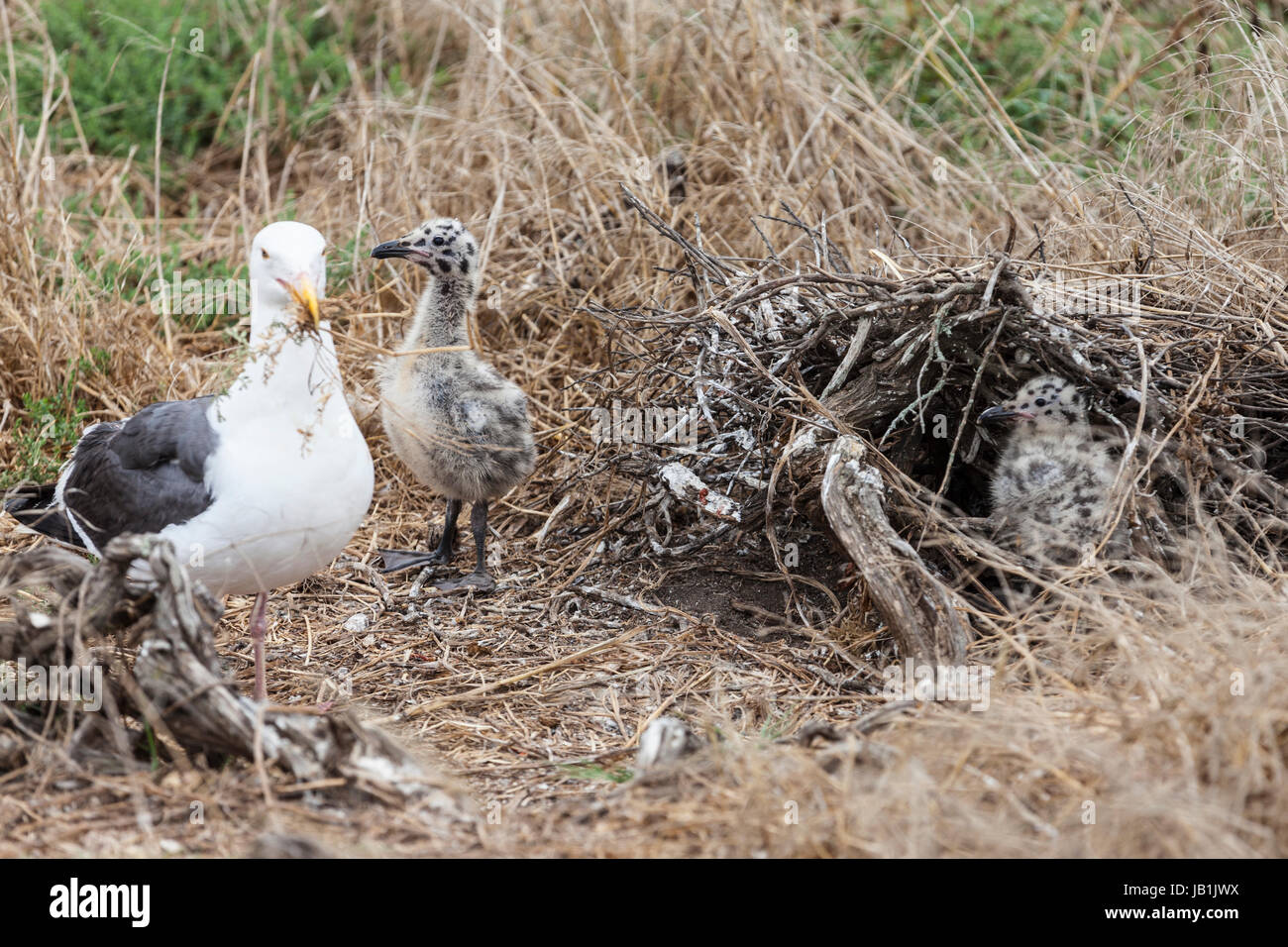 Seagull pulcini con nidificazione madre a Anacapa Island nel Parco Nazionale delle Isole del Canale nella California Meridionale. Foto Stock