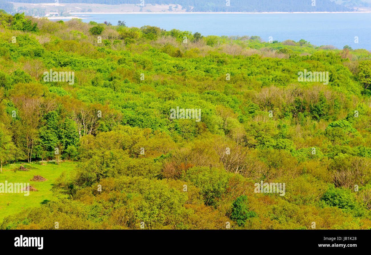 Paesaggio forestale con il mare lontano bay visibile. Tettoie verde e una lieve opacità nel tempo. Posizione guardando a nord dalla sommità di Stenshuvud national Foto Stock